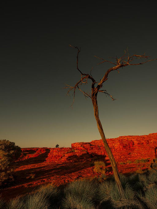 Watarrka Boollar, Wunggurra by Nick Psomiadis