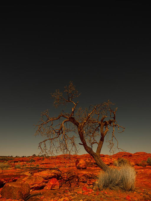 Watarrka Boollarre by Nick Psomiadis