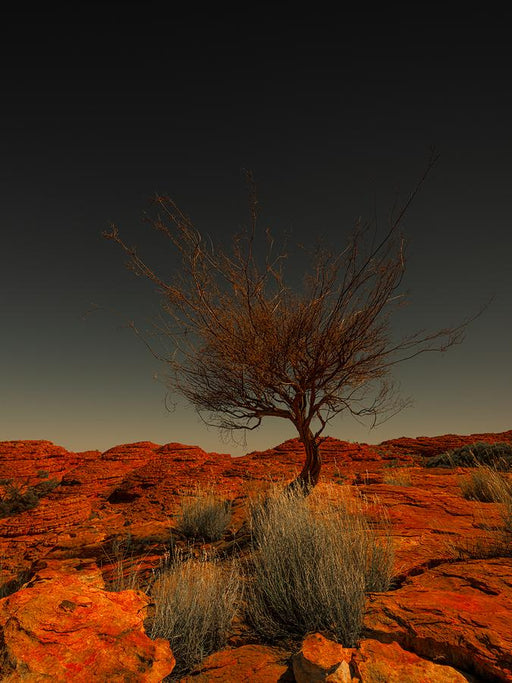 Watarrka Wunggurra by Nick Psomiadis
