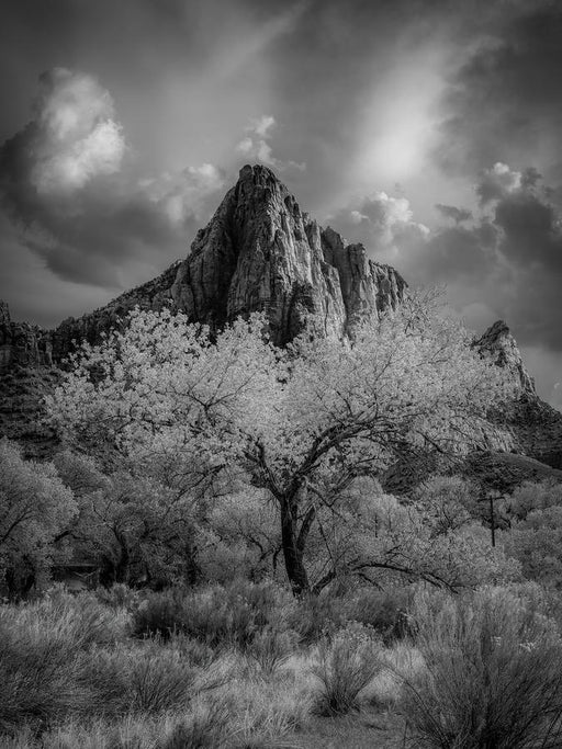 Watchman by Nick Psomiadis
