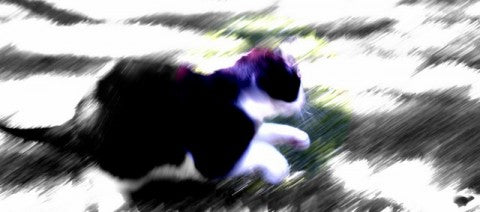 Wild Cat