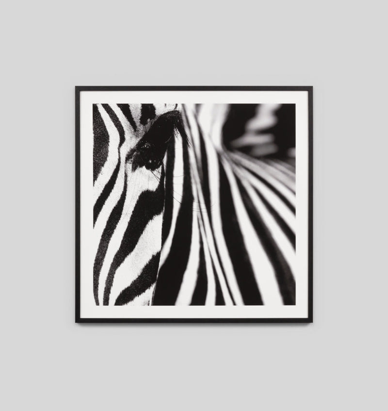 Zebra Stripes